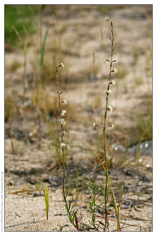 Image of Silene tatarica specimen.