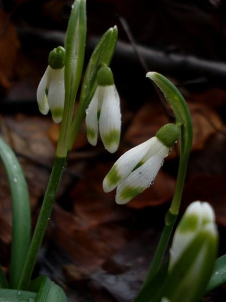 Изображение особи Galanthus nivalis.