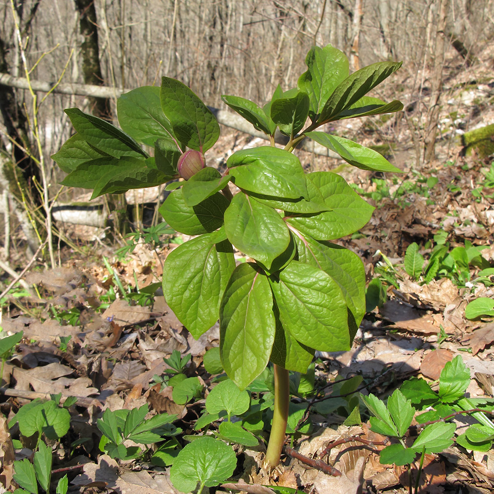 Image of Paeonia caucasica specimen.