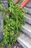Smilax lanceifolia