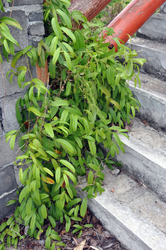 Image of Smilax lanceifolia specimen.