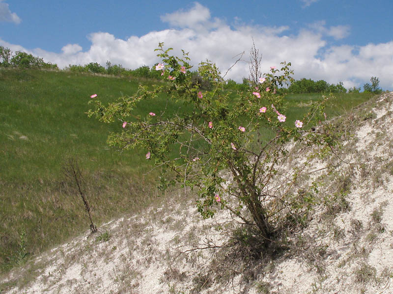 Image of Rosa rubiginosa specimen.