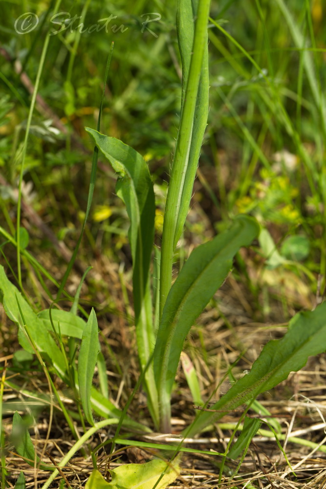 Image of genus Hieracium specimen.