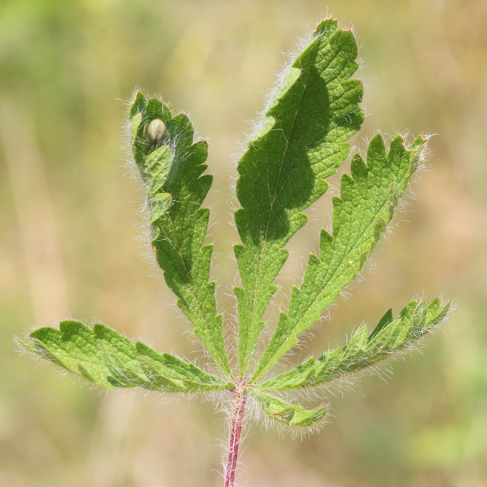 Image of Potentilla recta ssp. pilosa specimen.