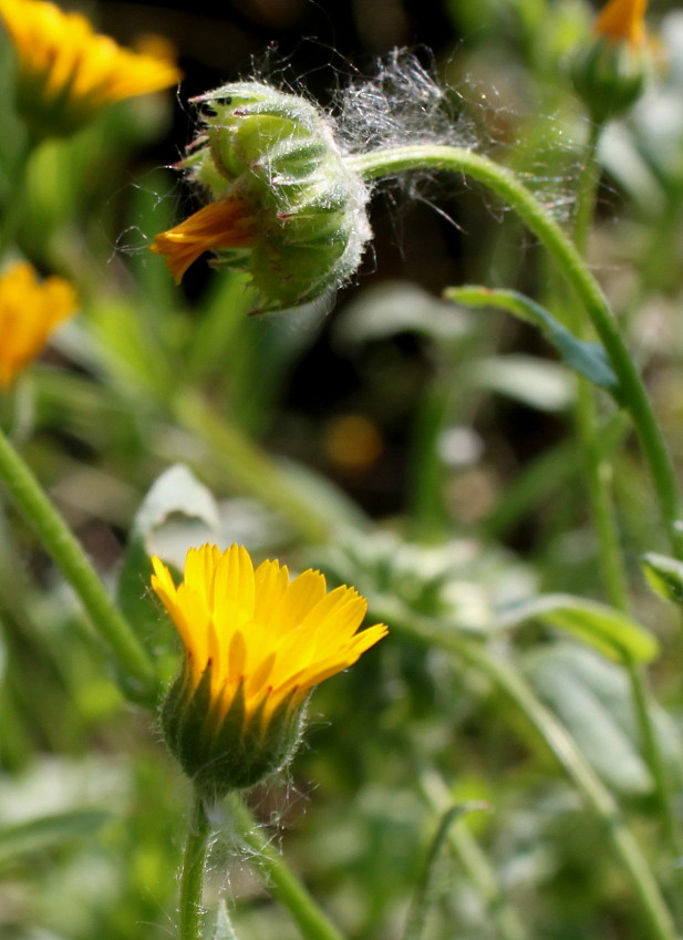 Image of Calendula arvensis specimen.