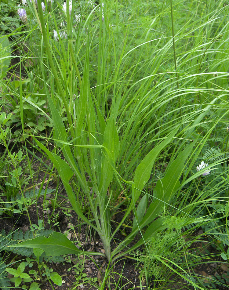 Image of Scorzonera taurica specimen.