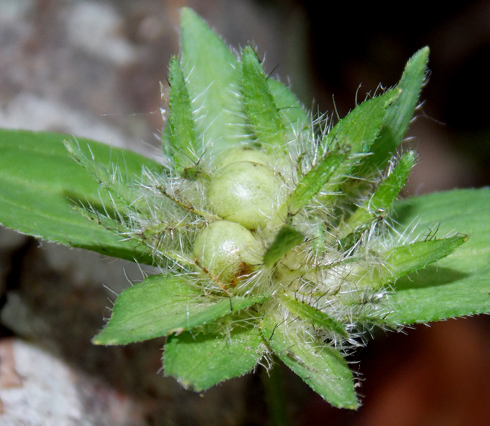 Image of Asperula caucasica specimen.