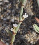 Polygonum maritimum. Часть побега с цветками. Греция, Халкидики, пляж. 16.07.2014.