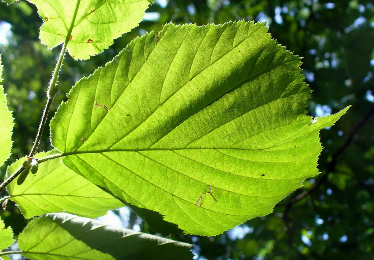 Изображение особи Corylus avellana.