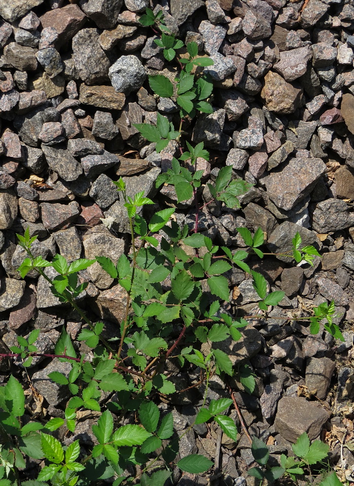 Изображение особи Rubus procerus.