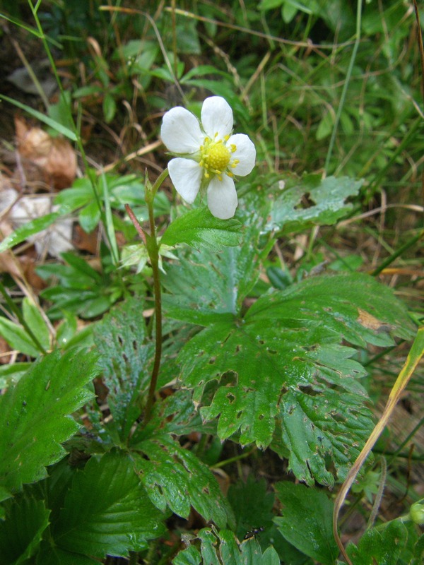 Изображение особи Fragaria vesca.