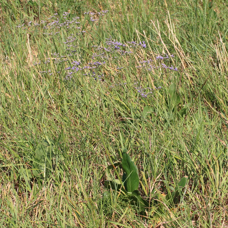 Image of genus Limonium specimen.