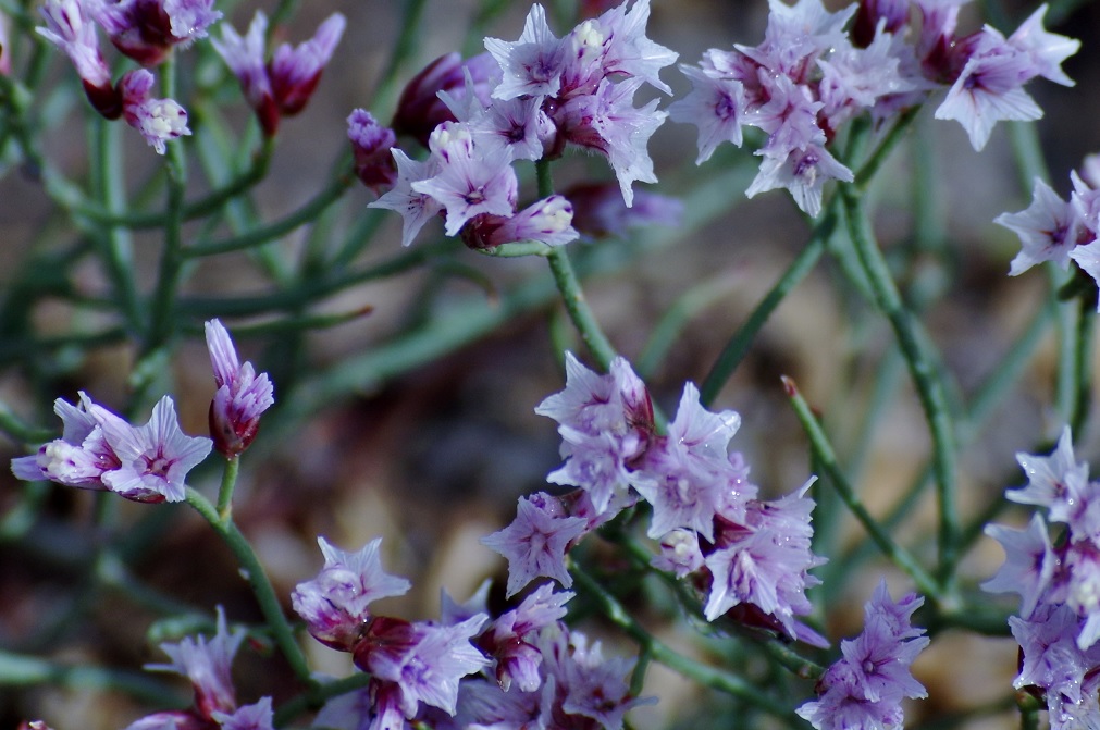 Изображение особи Limonium hoeltzeri.