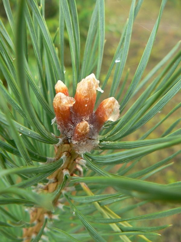 Image of Pinus sylvestris specimen.