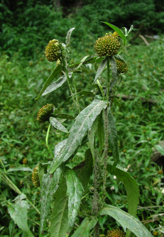 Изображение особи Bidens cernua.