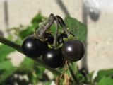 Solanum nigrum подвид schultesii. Зрелые плоды. Нидерланды, Гронинген, рудеральное местообитание. 18 октября 2009 г.