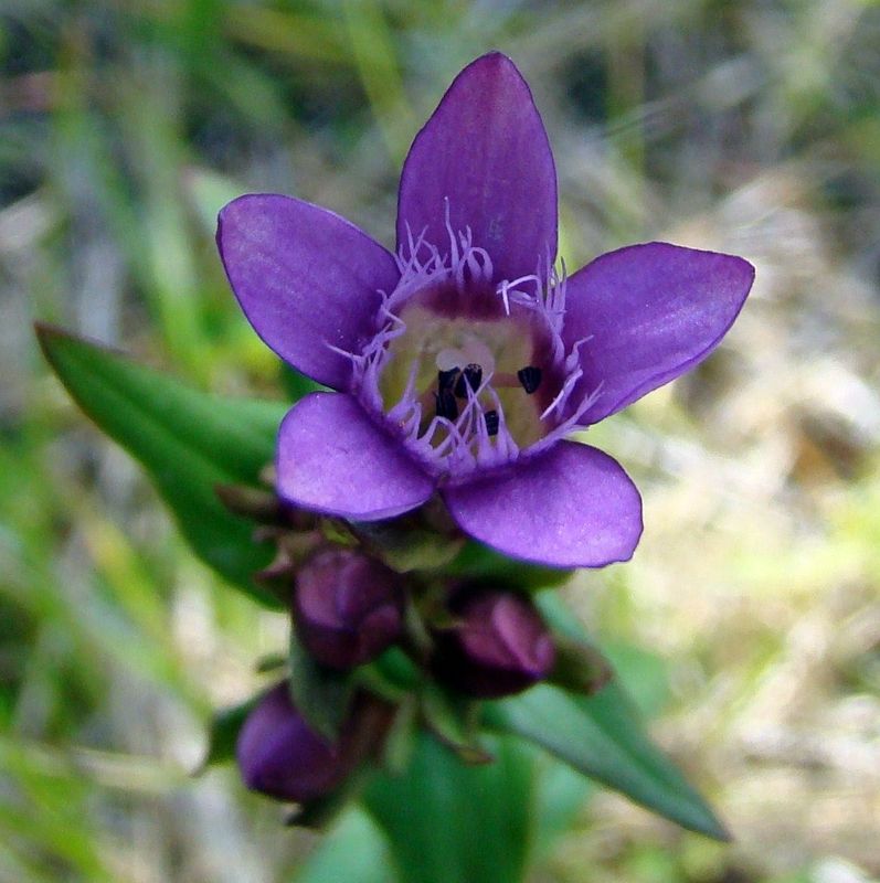 Изображение особи Gentianella amarella.