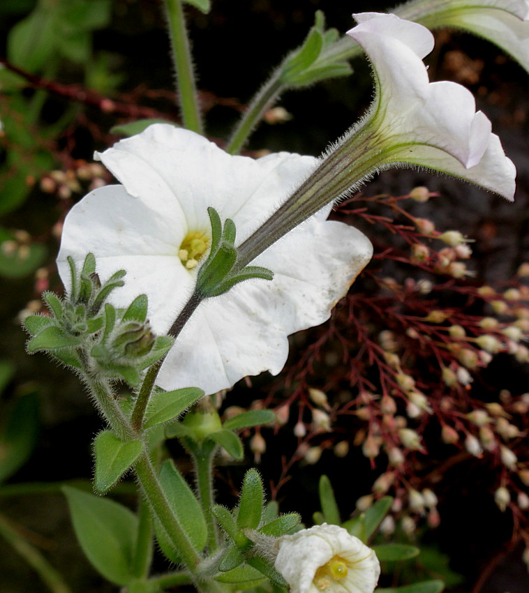 Image of Petunia axillaris specimen.