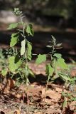 Chenopodium album