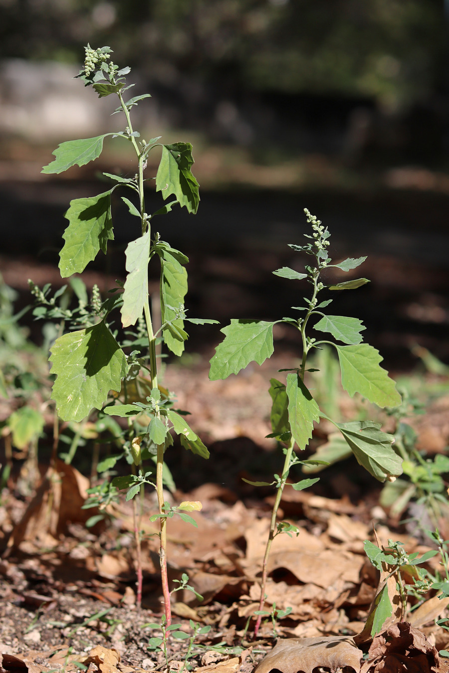 Изображение особи Chenopodium album.