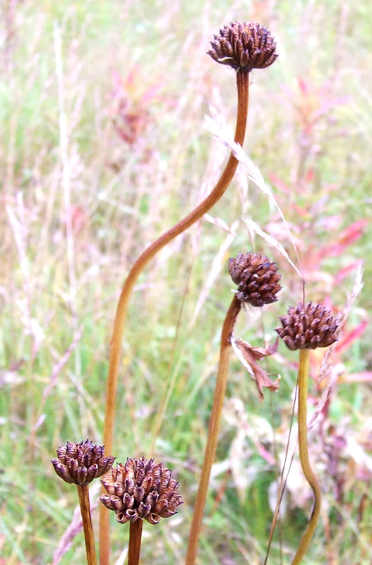 Image of Trollius europaeus specimen.