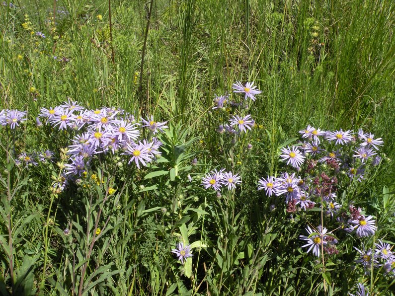 Изображение особи Aster amellus.