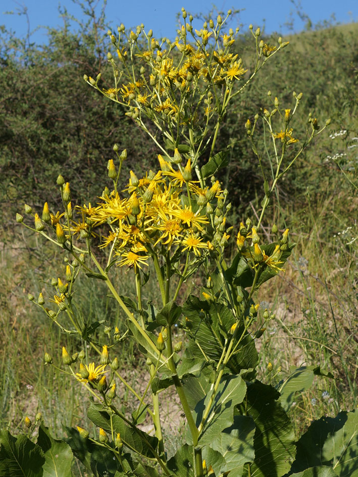 Image of Inula macrophylla specimen.