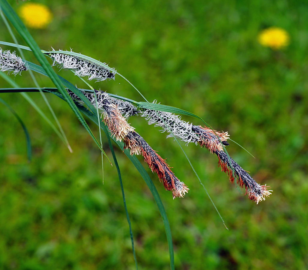 Image of Carex acuta specimen.