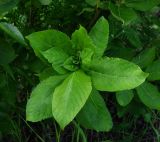 Salix caprea. Галл на верхушке побега. Окр. Архангельска, 22.07.2015.