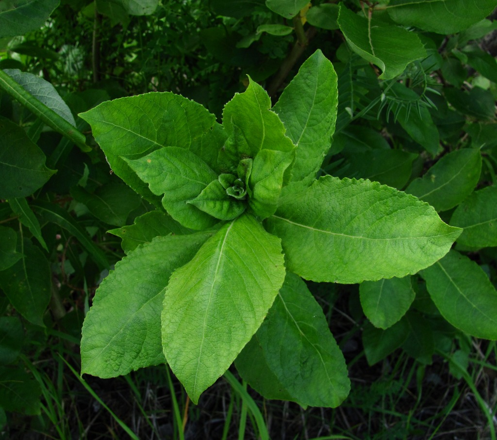 Image of Salix caprea specimen.