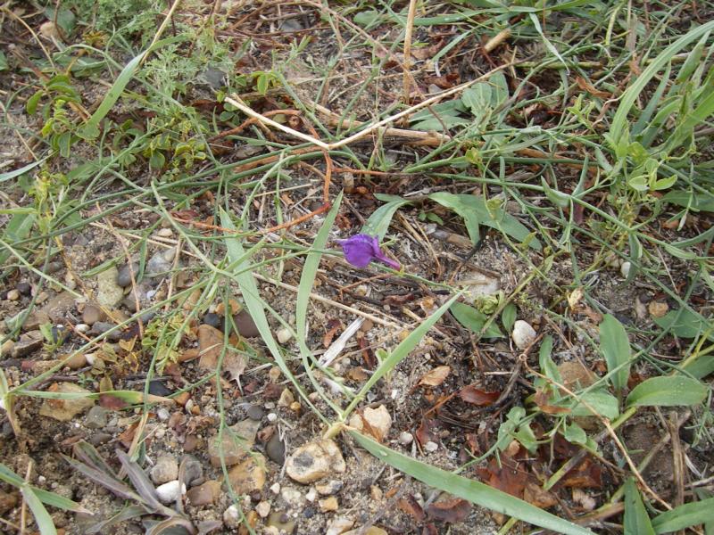 Image of Dodartia orientalis specimen.