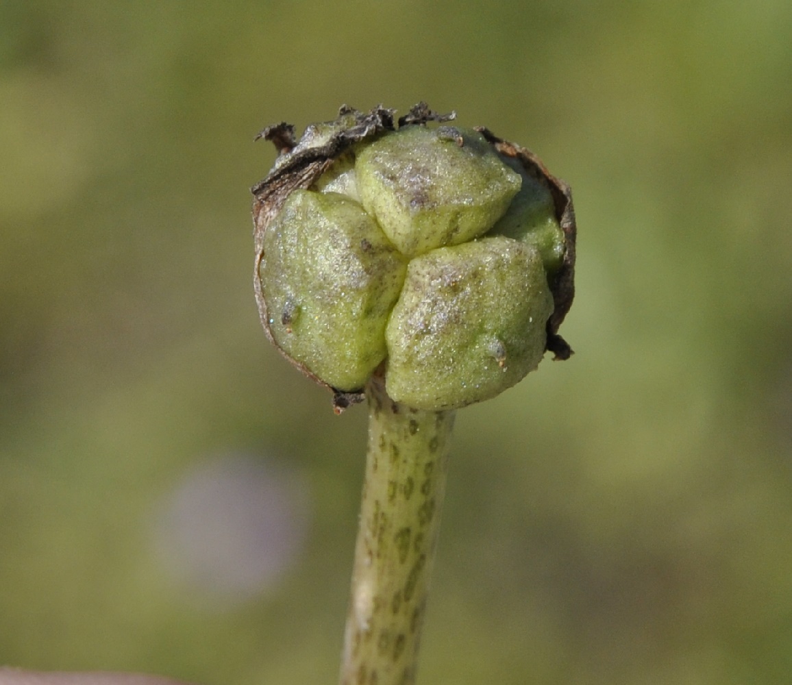 Изображение особи Arisarum vulgare.