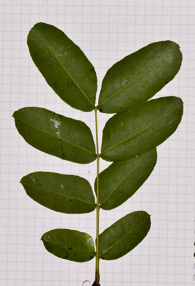 Image of Schotia brachypetala specimen.