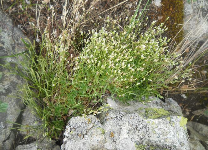 Image of Minuartia kryloviana specimen.