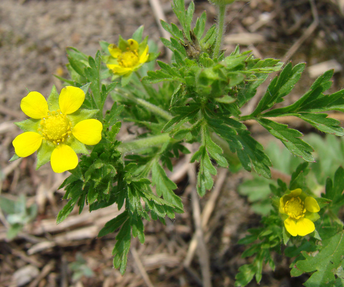 Изображение особи Potentilla supina ssp. paradoxa.