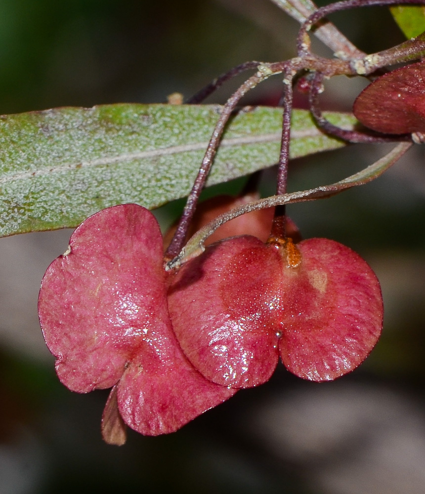 Image of Dodonaea viscosa specimen.