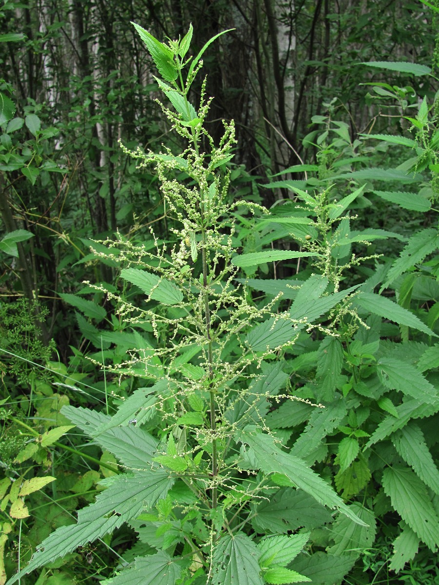 Image of Urtica dioica specimen.