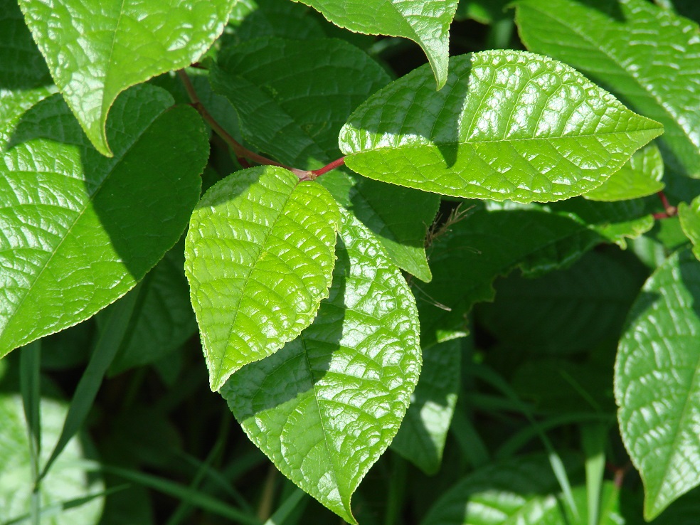 Image of genus Padus specimen.