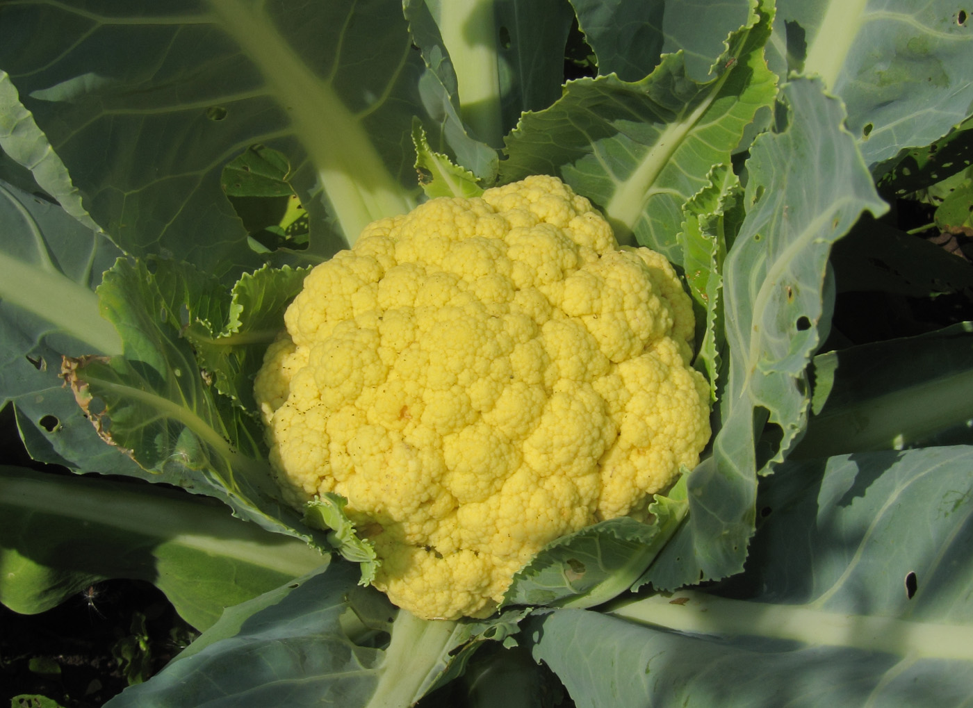 Image of Brassica oleracea var. botrytis specimen.