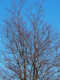 Ulmus laevis. Верхняя часть кроны. Санкт-Петербург. 25.04.2009.