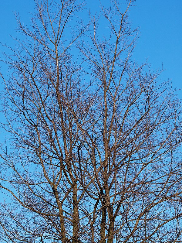 Image of Ulmus laevis specimen.