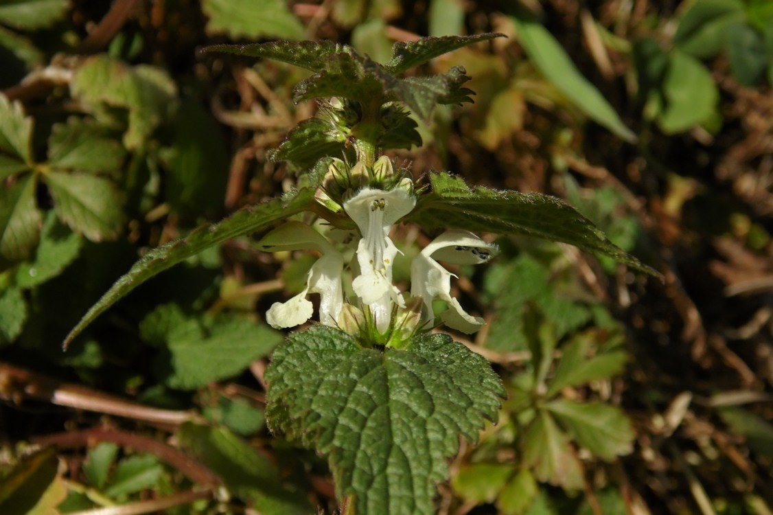 Image of Lamium album specimen.