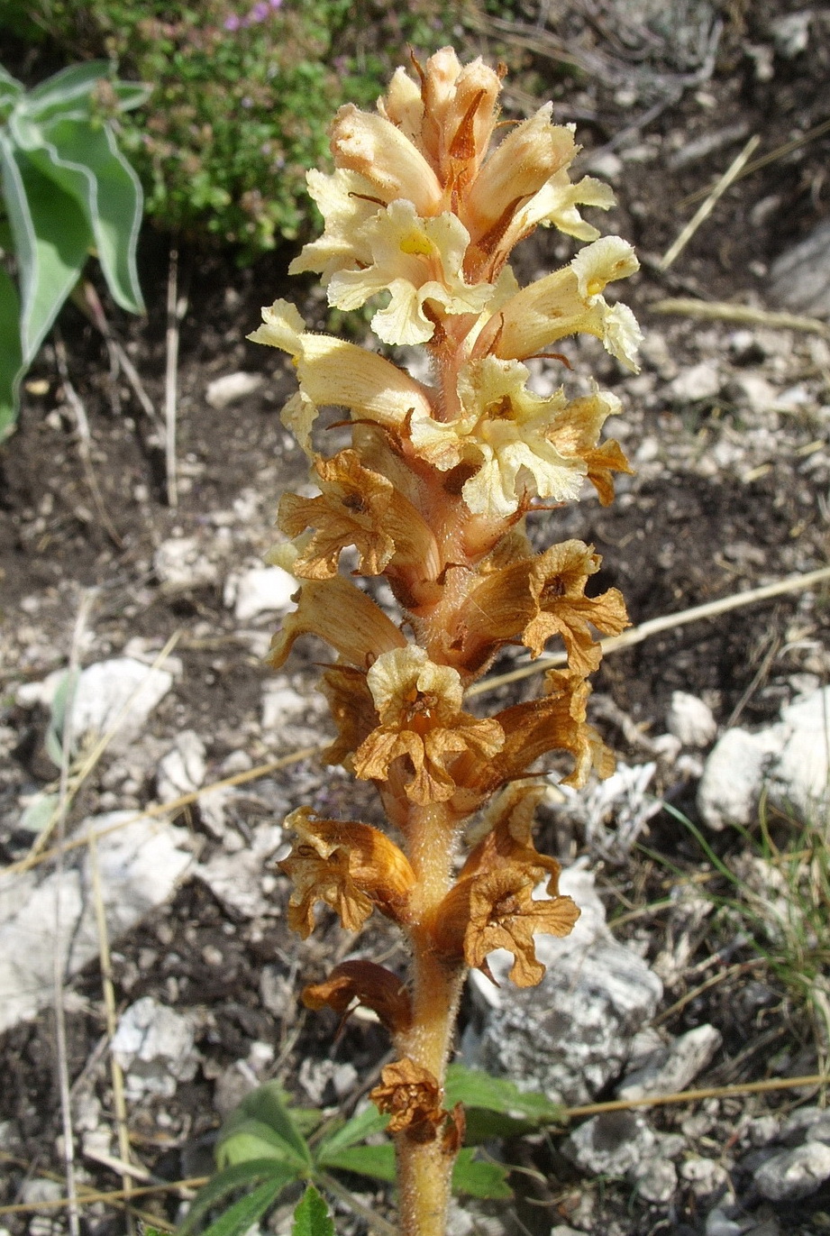 Image of Orobanche centaurina specimen.