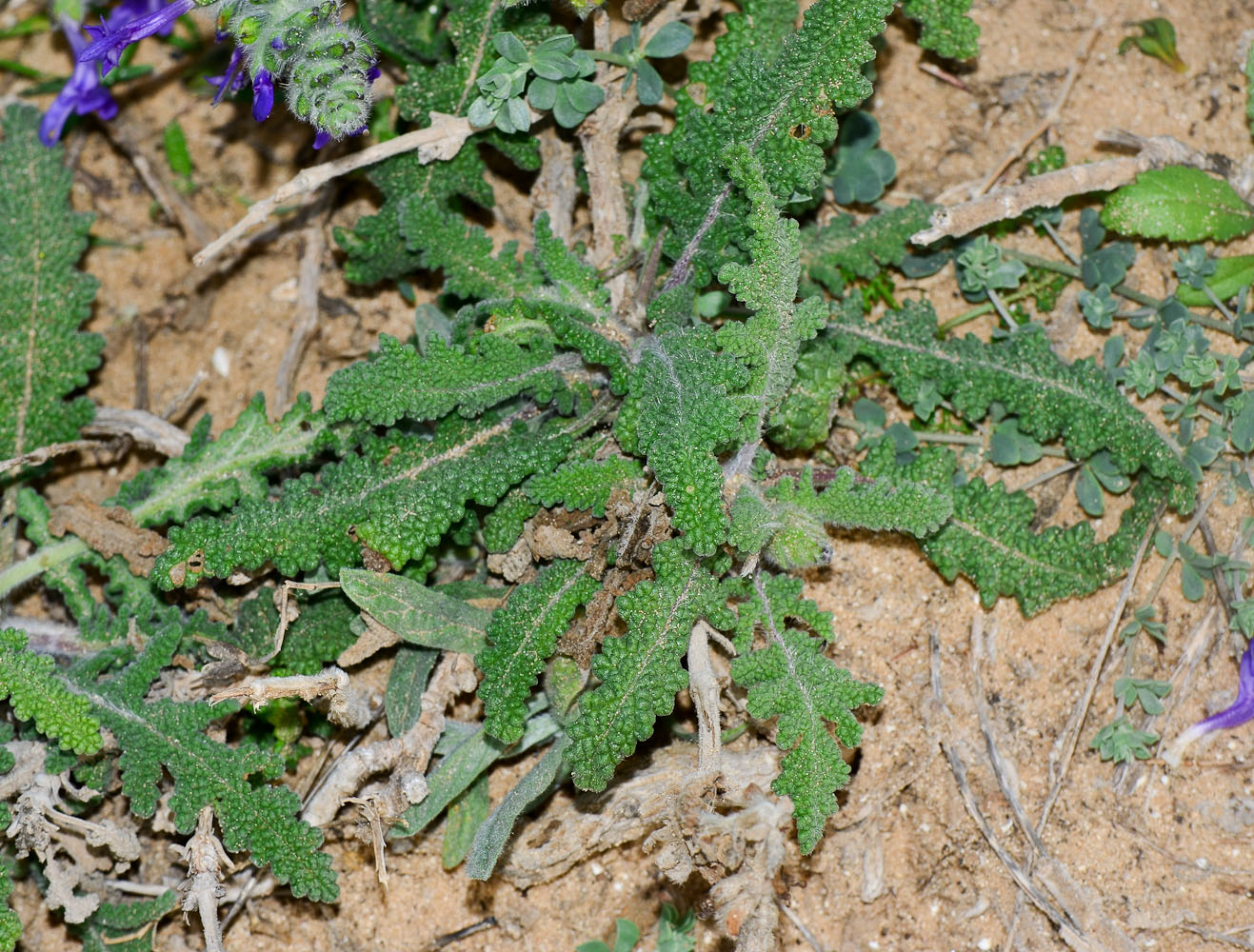 Image of Salvia lanigera specimen.