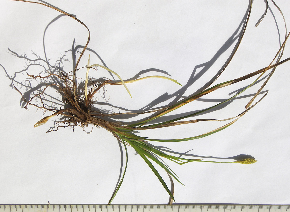 Image of Carex michelii specimen.