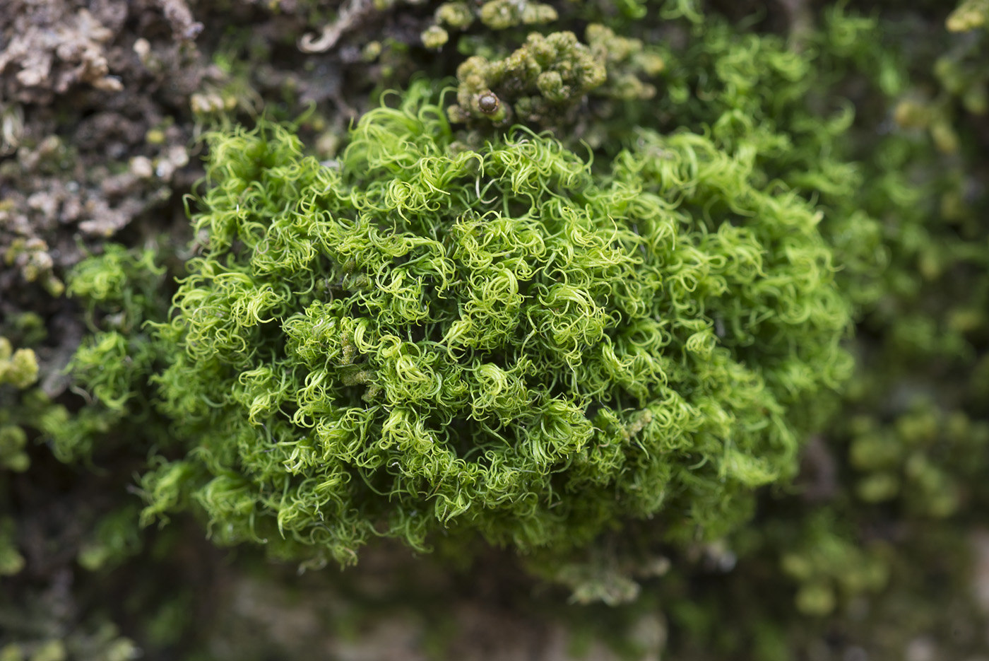 Image of Dicranum montanum specimen.