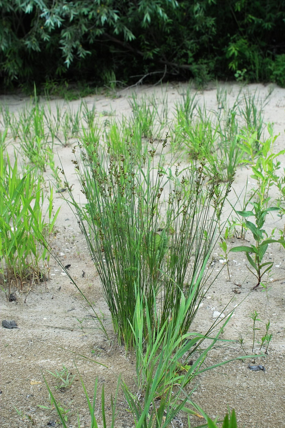 Image of Juncus compressus specimen.