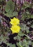 Trollius dschungaricus. Цветущее растение. Казахстан, Заилийский Алатау, Большое Алма-Атинское ущелье, около 2500 м н.у.м. Июнь 2009 г.