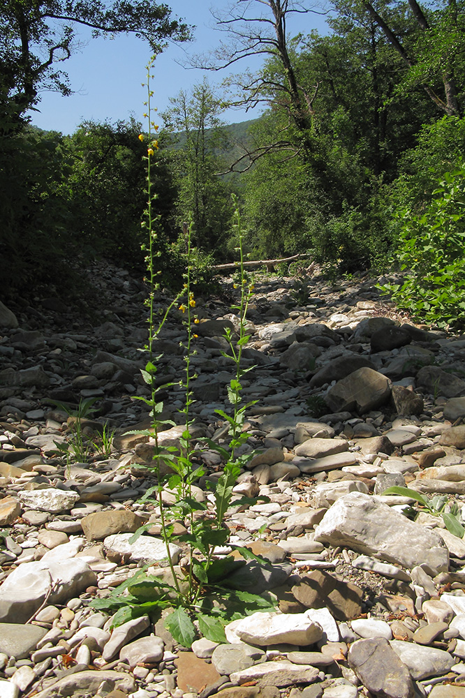 Image of Verbascum blattaria specimen.