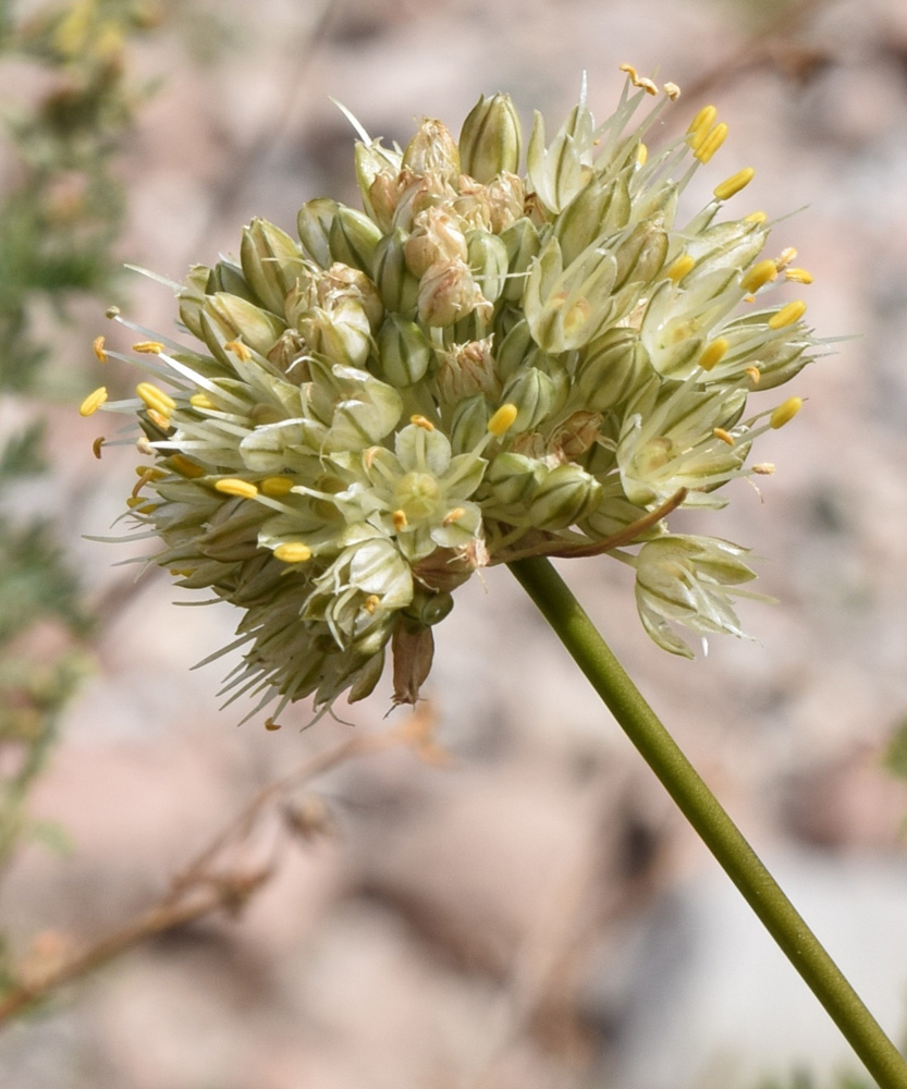 Image of Allium marmoratum specimen.